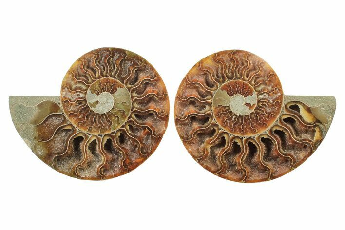 Cut & Polished, Agatized Ammonite Fossil - Madagascar #240946